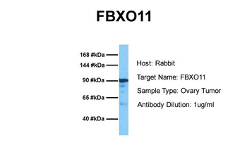 FBXO11 antibody