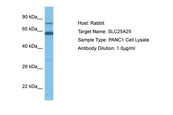 SLC25A25 antibody