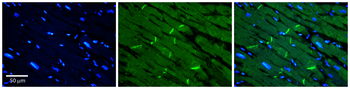 SLC40A1 antibody