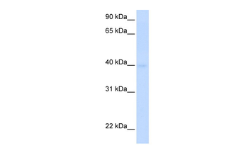 SLC25A36 antibody