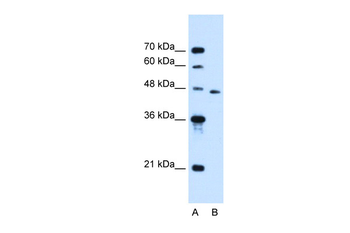 SLC16A12 antibody