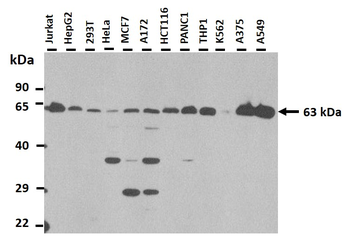 GPNMB antibody