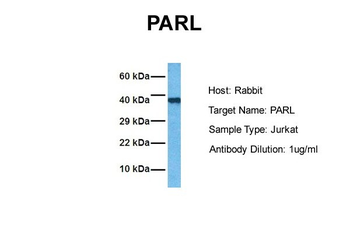 PARL antibody
