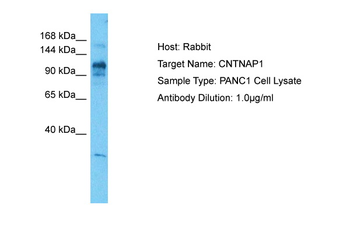 CNTNAP1 antibody