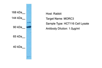 MORC3 antibody