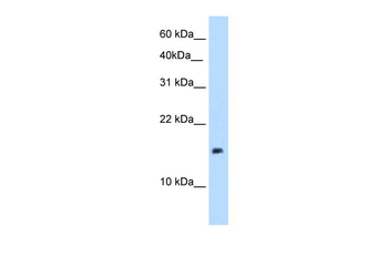 PAGE1 antibody