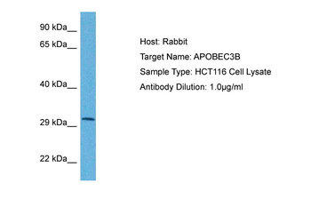 APOBEC3B antibody