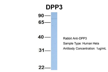 DPP3 antibody