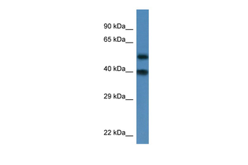 Nup37 antibody