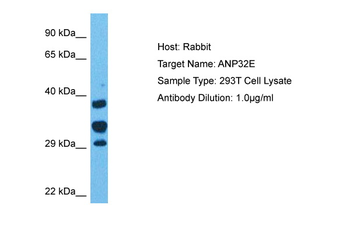 ANP32E antibody