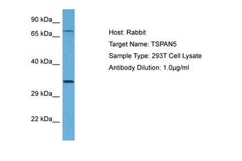 TSPAN5 antibody