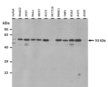 SPTLC1 antibody