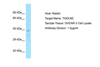 TGN46 antibody