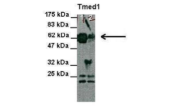 Tmed1 antibody
