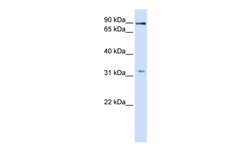 LRRC8B antibody