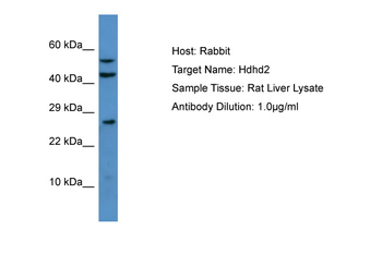 Hdhd2 antibody