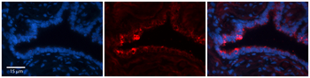 NETO2 antibody