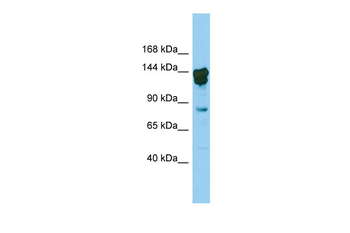 Cux2 antibody