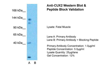 CUX2 antibody