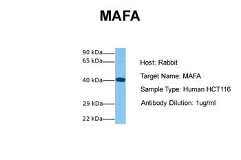 MAFA antibody