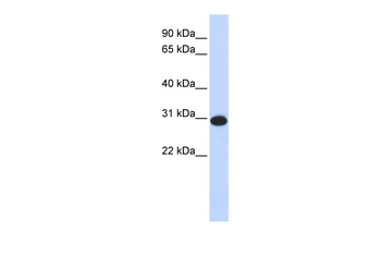 CAMLG antibody