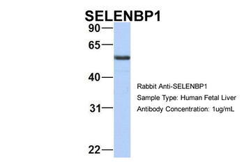 SELENBP1 antibody