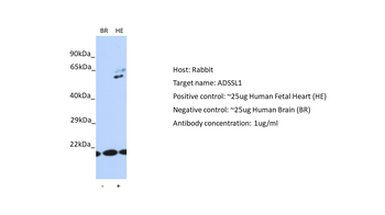 ADSSL1 antibody