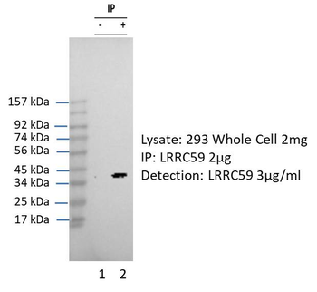 LRRC59 antibody