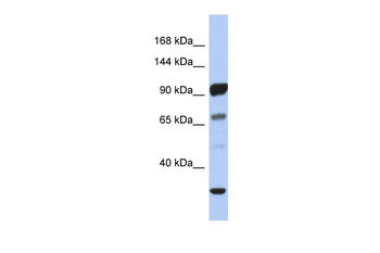 PCDHA10 antibody