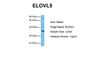 ELOVL5 antibody