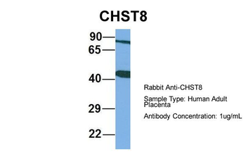 CHST8 antibody