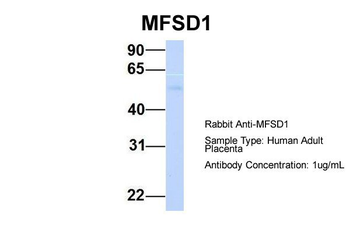 MFSD1 antibody