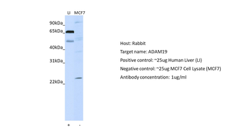 ADAM19 antibody