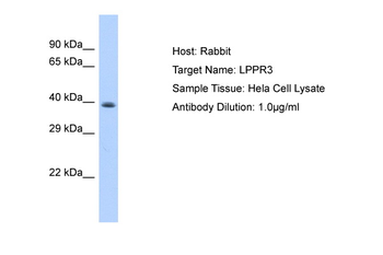 PLPPR3 antibody