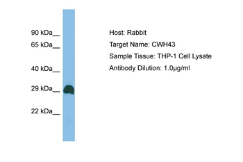 CWH43 antibody