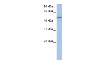 COL25A1 antibody