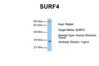 SURF4 antibody