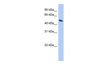 ZNF793 antibody