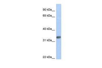 PURG antibody