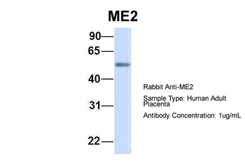ME2 antibody