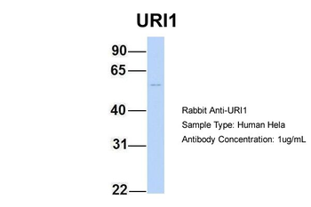 C19orf2 antibody