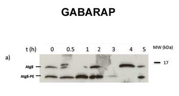 GABARAP antibody