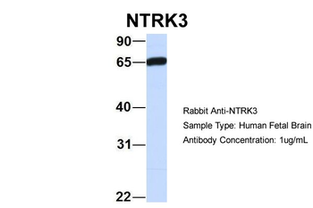 NTRK3 antibody