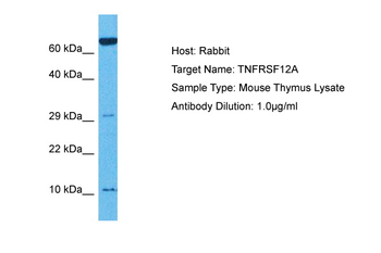Tnfrsf12a antibody