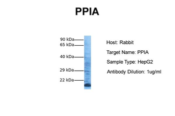 PPIA antibody