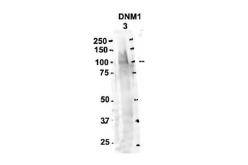 DNM1 antibody