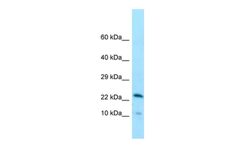 CCDC43 antibody