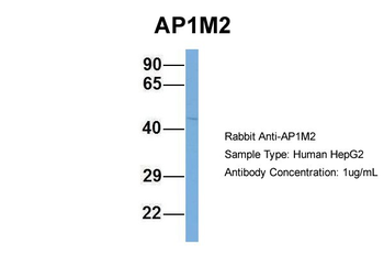 AP1M2 antibody
