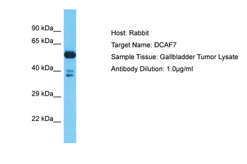 DCAF7 antibody