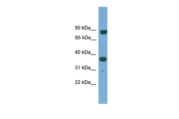 KHDRBS2 antibody